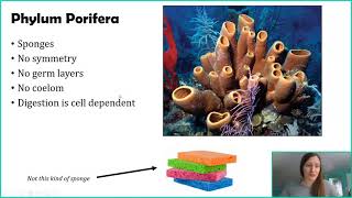 Phylum Porifera [upl. by Turk]