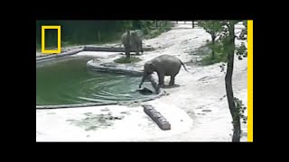 Watch Elephants Rescue Their Baby From a Pool  National Geographic [upl. by Nirual]