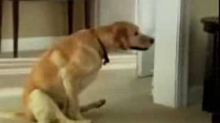 funny compilation of Dogs Wiping their Bums [upl. by Elockcin]