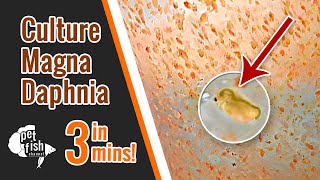 How to culture DAPHNIA MAGNA  The easy way [upl. by Longfellow453]