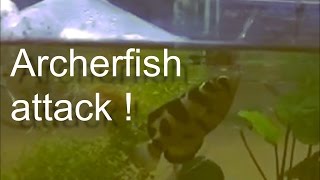 The Archerfish catches a fly [upl. by Enawtna]