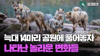 늑대 14마리 공원에 풀어놓자 일어난 놀라운 변화 [upl. by Llevad999]