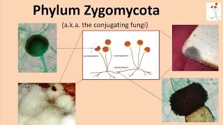 Zygomycota [upl. by Neelahtak398]