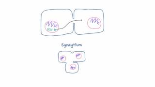 Respiratory Syncytial Virus RSV  Pathophysiology [upl. by Griz73]