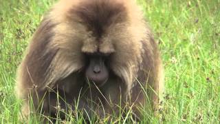 Gelada Baboons [upl. by Seumas]