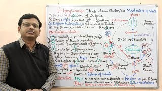 Diabetes Mellitus Part10 Mechanism of Action of Sulfonylurease  Antidiabetic Drugs  Diabetes [upl. by Nagyam]