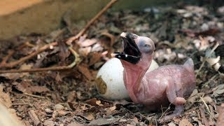 FirstEver Southern Ground Hornbill Chicks [upl. by Ehav288]