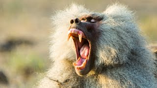 Baboon Troops Clash Over Territory  Life  BBC Earth [upl. by Nomae32]