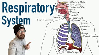 Respiratory System  Structure and Function [upl. by Nira]