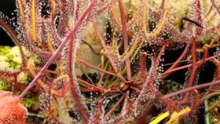 Drosera binata  The ForkedLeaf Sundew Carnivorous Plant [upl. by Divadnoj859]