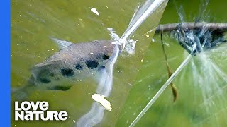 How The Archerfish Guns Down Spiders With Spit [upl. by Ynohtna939]