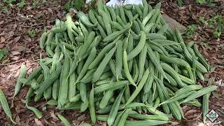 Cultivation  Life Cycle of Ridge Gourd [upl. by Enrico]