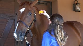 How to Use EquiSpot Insect Repellent for Horses [upl. by Arod]