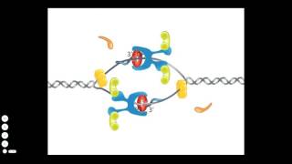 Bacterial DNA Replication [upl. by Ihtak]