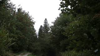 Wind Blowing Through Forest with Light Rain 1 Hour  Wind Sound Relaxation [upl. by Emmerie480]