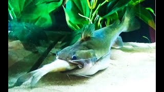 Best Top 5 Gulper Catfish Attacks  Catfish Feeding with big fish  the silent predators [upl. by Isaiah]