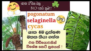 Biology  Life cycle of Cycas Nephrolepis pogonatum selaginella  plant Reproduction [upl. by Weidman]