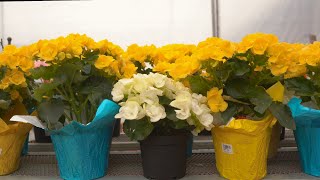 Rieger Begonia  greengate Garden Centres [upl. by Griffis]