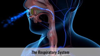 The Human Respiratory System Explained [upl. by Dnomyad]