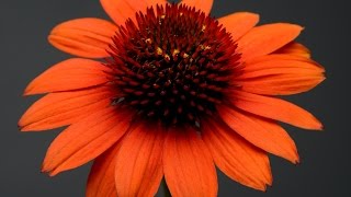 Best Perennials  Echinacea Sombrero® Flamenco Orange Coneflower [upl. by Kerri]