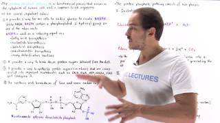 Introduction to Pentose Phosphate Pathway [upl. by Myke808]