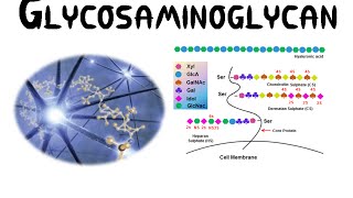 Glycosaminoglycans GAGs [upl. by Elbert]