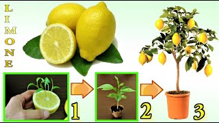 LIMONE TRUCCO INFALLIBILE per far nascere GRATIS un limone in 7 giorni how to grow fig tree limon [upl. by Malorie600]