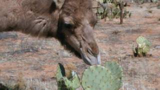 Camels eating cactus [upl. by Anileva]