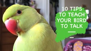 10 TIPS TO TEACH YOUR BIRD TO TALK  Simple tips [upl. by Idolla]