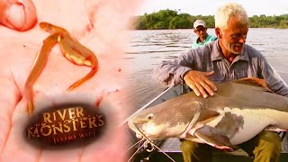 Jeremy Finds Parasitic Bloodsucker Inside Mouth Of Catfish  CATFISH  River Monsters [upl. by Aseyt]