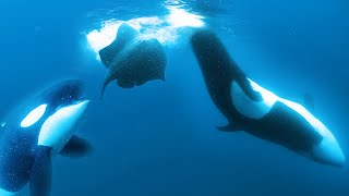 Orcas Slap Stingray with Tail [upl. by Rihana]