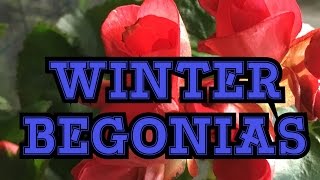 GARDENING GUIDE RIEGER BEGONIA CARE THE ELATIOR WINTER BEGONIA IN THE GARDEN AND GREENHOUSE [upl. by Miof Mela730]