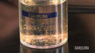 How to Care for Daphnia [upl. by Ardnauq801]