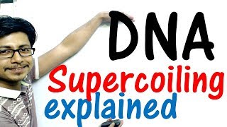 DNA supercoiling explained [upl. by Jewel119]