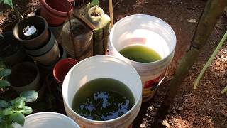 How to grow Green Water Algae [upl. by Sabella]