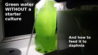 Green Water WITHOUT a Starter Culture  From Scratch  How To [upl. by Tumer475]