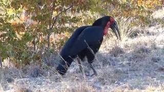 Southern ground hornbill calling [upl. by Nryhtak]