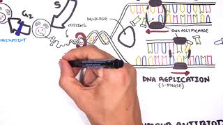 Pharmacology  Chemotherapy agents MOA Alkalating antimetabolites topoisomerase antimitotic [upl. by Xad]