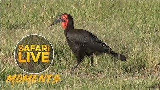 Ground Hornbills Seen Calling in the Mara [upl. by Wyck]