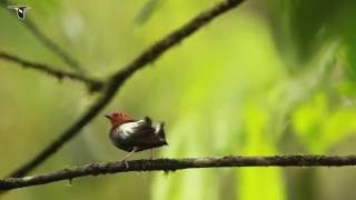 ClubWinged Manakin Dance [upl. by Otreblide645]