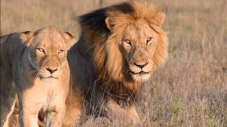 Orpen Male Lion Mates with Another Mbiri Lioness  Tintswalo Safari Clips [upl. by Nahrut]