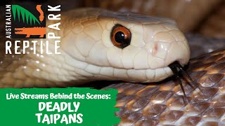 DEADLY TAIPAN MILKING LIVE FOOTAGE  AUSTRALIAN REPTILE PARK [upl. by Adnilema]