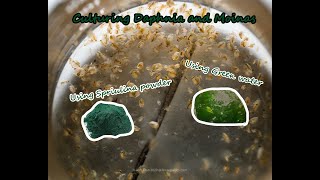 How To Culture Daphnia and Moinas using Green Water Spirulina powder [upl. by Wachtel]