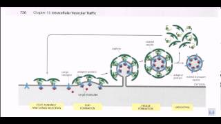 Vesicle formation [upl. by Omidyar200]