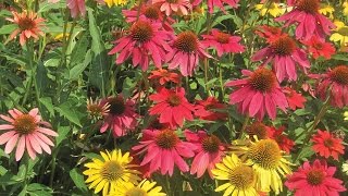 Growing ConeFlowers [upl. by Katherina]