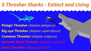 5 Thresher Sharks  Extinct and Living  Size Comparison [upl. by Hayalat573]