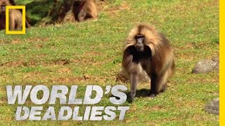 Gelada vs Gelada  Worlds Deadliest [upl. by Skipper114]