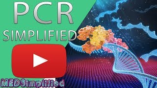 PCR  Polymerase Chain Reaction Simplified [upl. by Acirred]