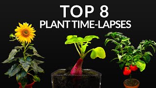 384 Days in 8 Minutes  TOP 8 Plant Growing Timelapses [upl. by Blossom]