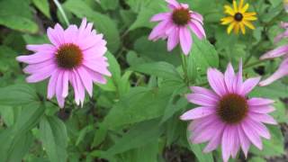 Plant portrait  Purple coneflower Echinacea purpurea [upl. by Oinotna]